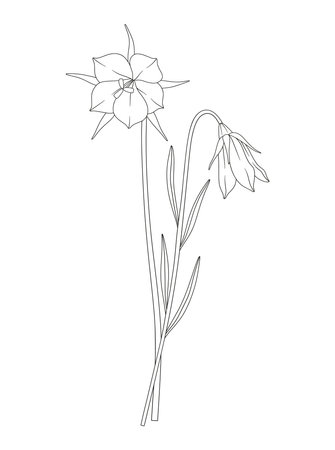 Bouquet of two flowers and leaves. Bunch of blooming perennial wildflowers. Line art, minimal style, contour plants. Botanical hand-drawn elements for design projects. Vector illustrationのイラスト素材