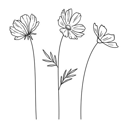 Set of cosmos wildflowers in black line art on white background. Hand-drawn flowers, and leaves. Wild plants and botanical elements for design projects. Vector illustrationのイラスト素材