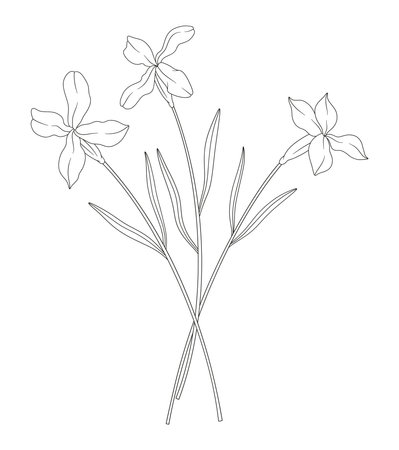 Bouquet of three matthiola flowers with leaves. Bunch of blooming wild plants. Line art, minimal style, contour. Botanical hand-drawn elements for design projects. Vector illustrationのイラスト素材