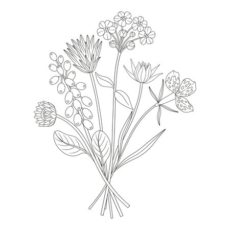 Wildflower bouquet with muscari, different meadow flowers, and blooming wild plants. Line art, minimal style, contour. Botanical hand-drawn elements for design projects. Vector illustrationのイラスト素材
