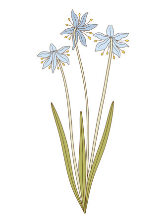 Bouquet of three blue snowdrop flowers with leaves. Bunch of blooming spring wild plants. Botanical hand-drawn elements for design projects. Vector illustrationのイラスト素材