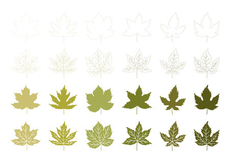 Set of spring or summer maple leaves. Green leaf collection on a white background. Foliage in outline, line art style, textured silhouettes. Vector illustrationのイラスト素材
