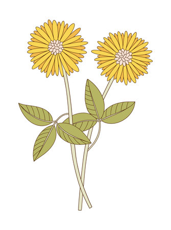 Bunch of two flowers with leaves. Bright bouquet of blooming perennial wild plants. Botanical hand-drawn elements for design projects. Vector illustrationのイラスト素材