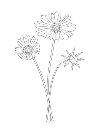 Bouquet of cosmea flowers. Bunch of blooming perennial wild plants. Line art, minimal style, contour. Botanical hand-drawn elements for design projects. Vector illustrationのイラスト素材