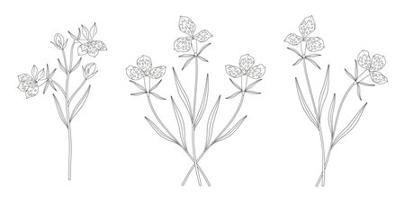 Set of three bouquets of exotic flowers. Bunches of blooming perennial wild plants with leaves. Line art, minimal style, contour. Botanical hand-drawn elements for design projects. Vector illustrationのイラスト素材