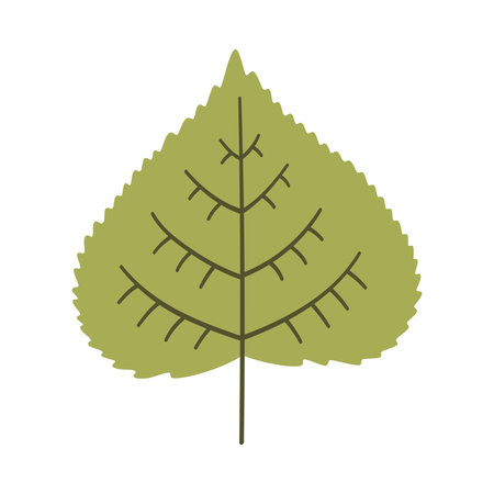 Poplar leaf in light green color. One element isolated on white. Spring or summer background, vector illustrationのイラスト素材