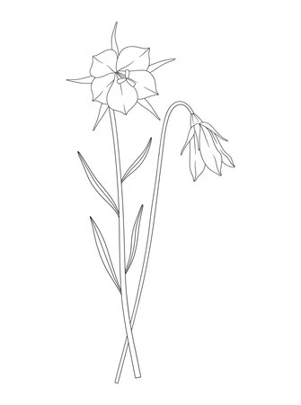Bouquet of flower, bud, leaves. Bunch of blooming perennial wildflowers. Line art, minimal style, contour plants. Botanical hand-drawn elements for design projects. Vector illustrationのイラスト素材