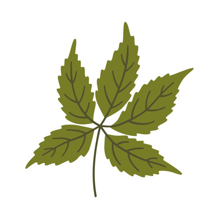 Five-leaved ivy in dark green color. One element isolated on white. Spring or summer background, vector illustrationのイラスト素材