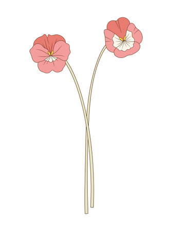Bouquet of two pink pansy flowers. Bunch of blooming perennial wild plants. Botanical hand-drawn elements for design projects. Vector illustrationのイラスト素材