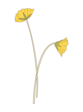 Bouquet of two yellow flowers. Bunch of blooming perennial wild plants. Botanical hand-drawn elements for design projects. Vector illustrationのイラスト素材