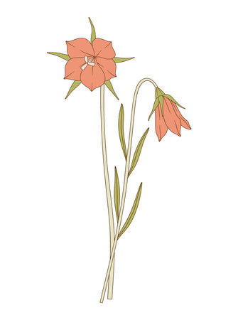 Bouquet of two bright flowers, buds, and leaves. Bunch of blooming perennial wildflowers. Botanical hand-drawn elements for design projects. Vector illustrationのイラスト素材