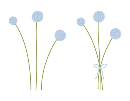 Set of bouquets and blue craspedia flower silhouettes, green color stems. White background. Bunches of delicate wildflowers. Vector illustration for design projectsのイラスト素材