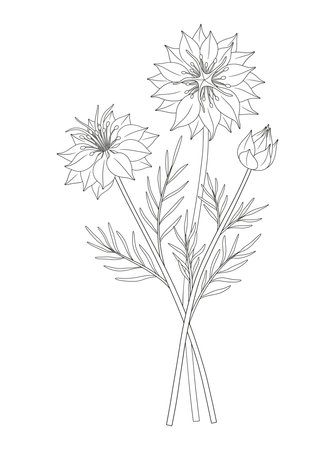 Wildflower bouquet. Nigella or love-in-a-mist flowers, blooming wild plants with leaves, buds. Line art, minimal style, contour. Botanical hand-drawn elements for design projects. Vector illustrationのイラスト素材
