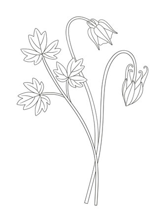Wildflower bouquet. Aquilegia or columbine flower buds. Blooming wild plant with leaf. Line art, minimal style, contour. Botanical hand-drawn elements for design projects. Vector illustrationのイラスト素材