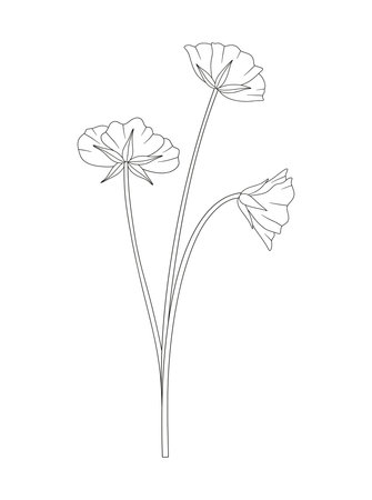 Bouquet of three flowers with leaves. Bunch of blooming perennial wildflowers. Line art, minimal style, contour. Botanical hand-drawn elements for design projects. Vector illustrationのイラスト素材