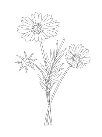 Bouquet of three cosmea flowers with leaves. Bunch of blooming perennial wild plants. Line art, minimal style, contour. Botanical hand-drawn elements for design projects. Vector illustrationのイラスト素材