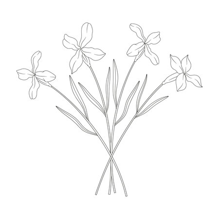 Bouquet of four Matthiola flowers with leaves. Bunch of blooming wild plants. Line art, minimal style, contour. Botanical hand-drawn elements for design projects. Vector illustrationのイラスト素材