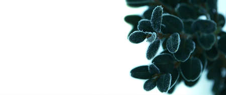 Dark green round leaves in frost. A branch of boxwood was covered with frost on a light background .background with blur, minimum focus point. side view, there is a place for advertising. painting in the interior.の写真素材
