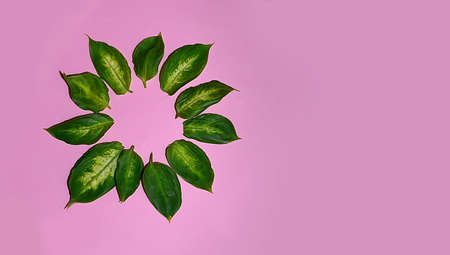 bright pink background with soft green leaves. horizontal position, there is a place for advertisingの写真素材