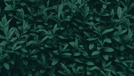 Green leaf pattern background, natural background and wallpaper. dark green color