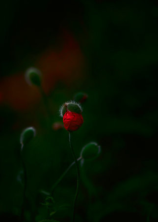 close-up of a poppy bud, folded red petals visible in an open prickly outfit, bright garden flower, garden decoration, on a dark background with green leaves, horizontal frame. nature observationsの写真素材