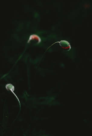 close-up of three poppy buds, stacked with red petals, barely visible in a prickly outfit, a bright garden flower, on a dark background with green leaves, a horizontal frame. nature observationsの写真素材