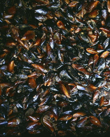 Close-up of mussels. Freshly caught mussels from the ocean. Outdoor seafood barbecue. Healthy picnic food, mussels in shells. Blue mussel shells are harvested on the Sochi beach in the Black Sea.の写真素材
