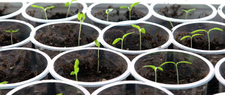 Pepper sprouts in a plastic box on a blurred background from other plants at home by the window. young green sprouts of plants and flowers at home.の写真素材