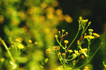 a glade of yellow flowers in bright sunlight. the caterpillar sits on the flower, soft focus, restrained. strong contrast, similar to the effect of the bright midday sun.の写真素材