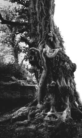 a psychedelic photograph of an old tree with powerful roots sandwiched between stones and shaped like a dragon with a trunk. soft focus, contrast of photos to enhance the mystical effect.の写真素材