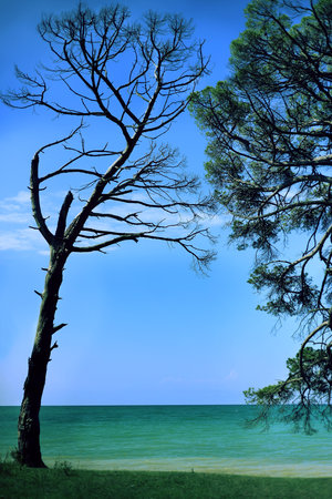 A dead tree, next to a living green pine. A dried-up tree as a contrast of youth and old age, a...