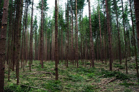 illegal logging, for the purpose of enrichment. an ecological disaster in a country where natural resources are not protected.forest.の写真素材