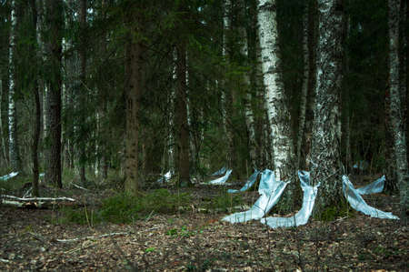 industrial collection of birch sap in the spring forest. Birch sap is collected in a plastic bag. Birch sap flows into a plastic bag. Juice harvesting, a rural traditionの写真素材