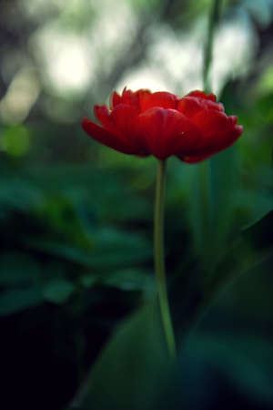 a discreet red poppy with green leaves. blooms. macro on a dark green background. Greeting card, selective focus, soft lighting, artistic blur.の写真素材