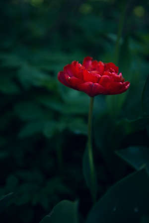 A red flower on a dark green background. Low key. Greeting card, selective focus, soft lighting, artistic blur.の写真素材