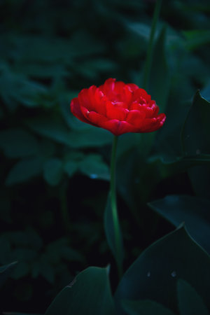 a discreet red poppy with green leaves. blooms. macro on a dark green background. Greeting card, selective focus, soft lighting, artistic blur.の写真素材