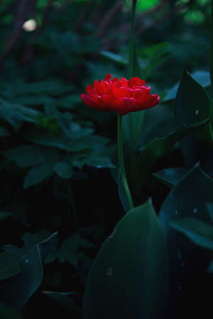 A scarlet flower on a dark green background, like an illustration for a fairy tale. The magic of...