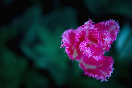 pink flower with double petals on a dark green background. Restrained. Greeting card, selective focus, soft lighting, artistic blur.の写真素材