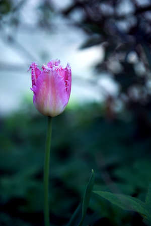 a discreet pink tulip with green leaves. blooms. macro on a dark green background. Greeting card, selective focus, soft lighting, artistic blur.の写真素材