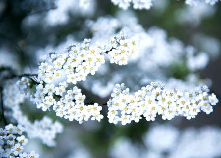 Nature is blurred by a floral turquoise background. White spirea flowers with leaves. The freshness of the spring background. Nature morning bokeh pattern. in a blurry light. selective focusの写真素材
