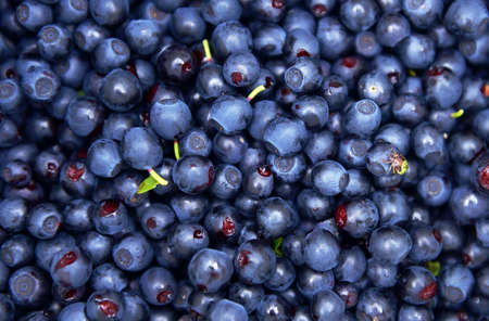 Background of blueberry fruit. Drops of water fall on ripe sweet blueberries. A collection of blue...