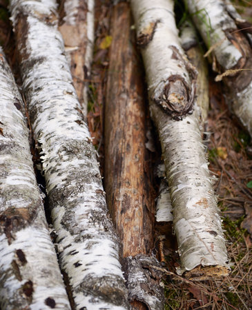 the texture of birch logs. Forest firewood is carelessly stacked in the forest outside. blurred in the background. Out of focus.の写真素材