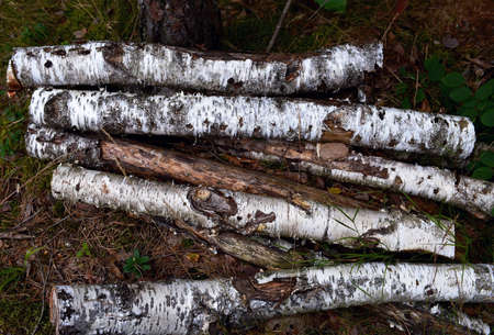 the texture of birch logs. Forest firewood is carelessly stacked in the forest outside. blurred in...