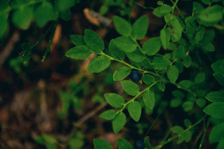 Dark berry in the forest close-up. nature. forest background, ecology and forest berry.artistic background, selective focus, blur, and dark keyの写真素材