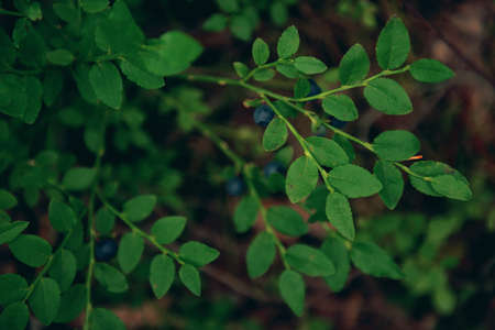 blueberry bushes in the forest close-up. nature. forest background, ecology and forest berry.artistic background, selective focus, blur, and dark keyの写真素材