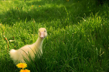 A small goose chick is out in the open air on the green grass walking for fun, ideal for greeting cards and advertising children's goods and services. selective focus, copy space.の写真素材