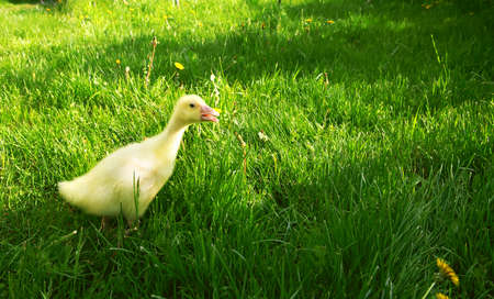 Little duckling calls for help, he is a little afraid that he was left alone to walk in the fresh air, then the grass.ideal for advertising children's products and services. selective focus,copy spaceの写真素材