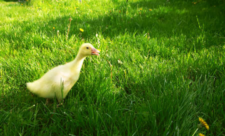 Little duckling calls for help, he is a little afraid that he was left alone to walk in the fresh air, then the grass.ideal for advertising children's products and services. selective focus, copy spaceの写真素材