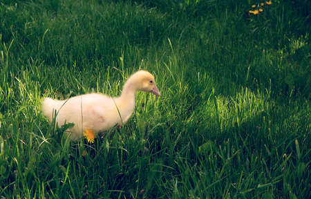 A little duckling walks in the fresh air on the green grass. ideal for greeting cards and advertising children's products and services. selective focus, copy space.の写真素材