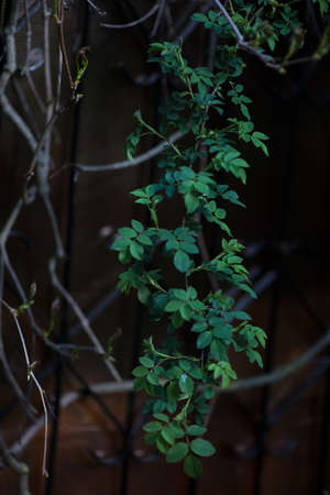 artistic background, branches on the background of an abandoned veranda in the spring garden. a dry vine in the background highlights the life in this abandoned place. Selective focus, blurの写真素材